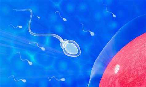 La Fertilidad Del Esperma Del Semen De Los Hombres Se Dirige Hacia La