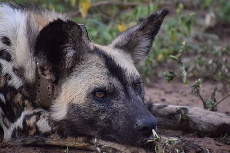 The Significance Of Conserving African Wild Canines My Blog