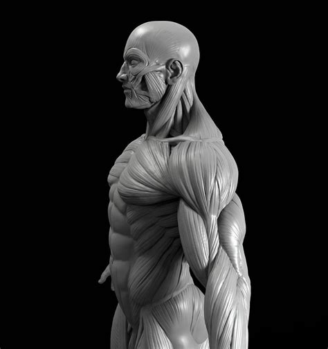 Male Anatomy Model Sculpt On Cubebrush Co In Anatomy Sculpture