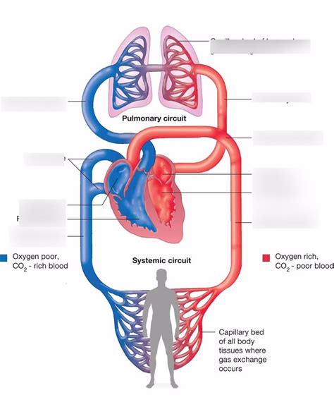 Systemic And Pulmonary Circulation Diagram Quizlet