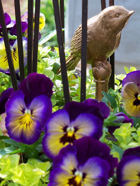 Pansies And Creeping Jenny Make A Colorful Spring Container Garden