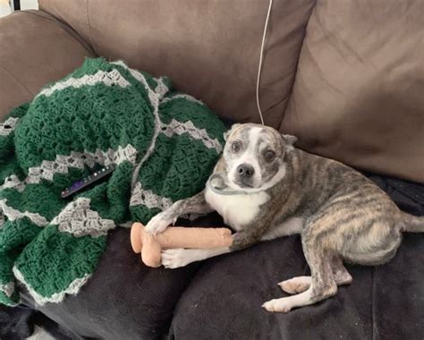 Naughty Dog Steals Owners Sex Toy And Cuddles Up With It On The Sofa
