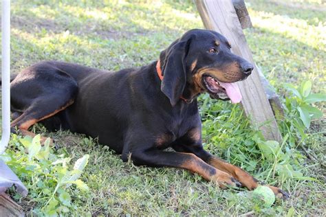 Black And Tan Coonhound Breed Guide Learn About The