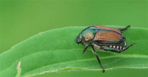 How To Control Japanese Beetles Oasis Landscapes And Irrigation