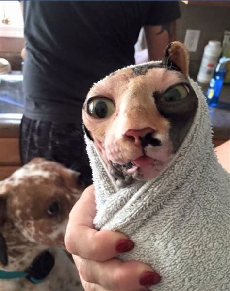 Cats Sphynx And Cat Bath On Pinterest