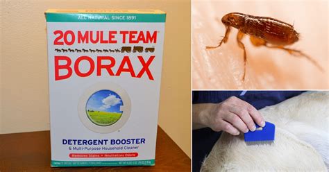 How To Use Borax Kill Fleas On Carpet