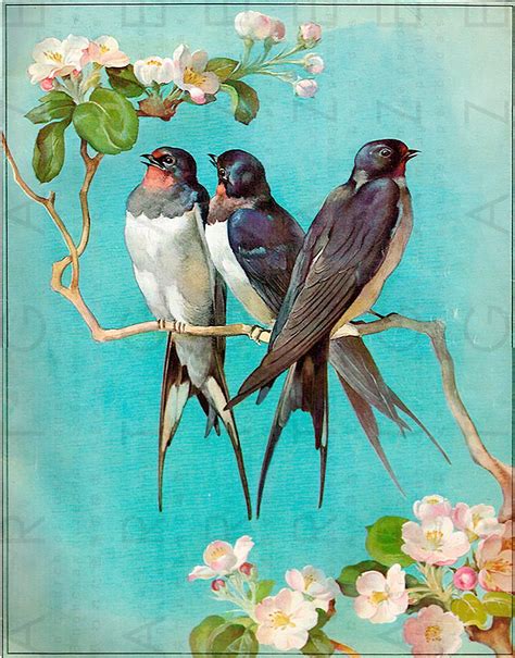 Lovely Birds And Cherry Blossom Flowers Vintage Illustration Etsy In
