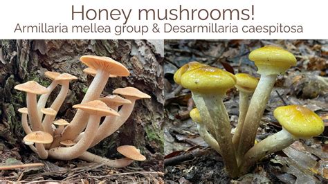Honey Mushrooms Armillaria Mellea Group Desarmillaria Caespitosa And