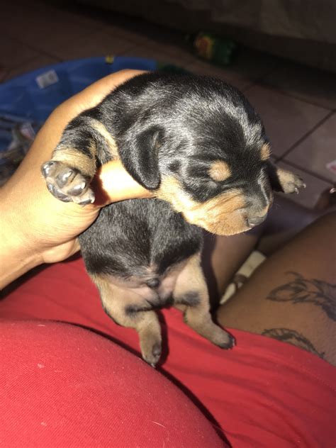 Earn points & unlock badgeslearning, sharing & helping adopt. Dachshund Puppies For Sale | New Port Richey, FL #274973
