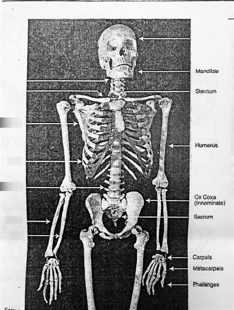 Upper Body Skeletal System Anatomy Pt 22 Diagram Quizlet
