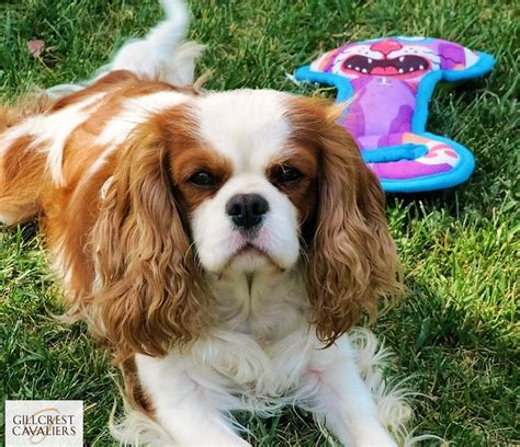 Gallery Of Gillcrest Cavalier King Charles Spaniels Gillcrest Cavaliers