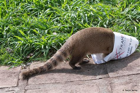 South American Coatis At The Iguaçu Falls In Brazil