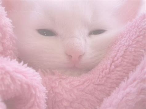 Pin By Shounenguts On ~ꜱᴏꜰᴛ~️ ° ࿐ Cat Aesthetic Pink Cat Pastel