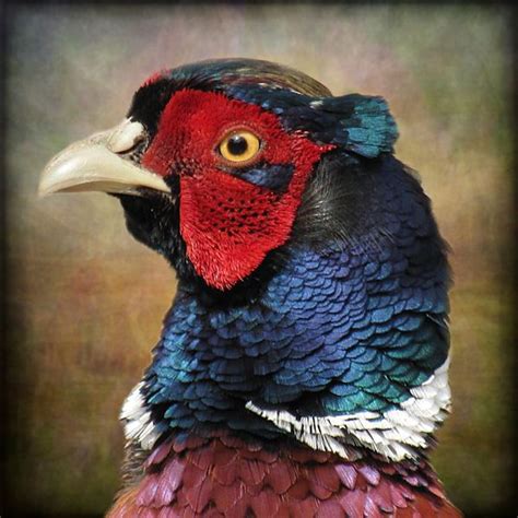Pheasant Portrait Flickr Photo Sharing Pheasant Creature