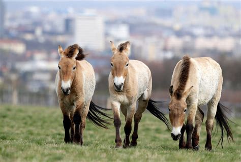 Prague Zoo Opens New Home For Rare Wild Horse Species Fism Tv