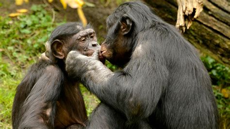 Bonobos Chimp Bonobos Most Ground Locomotion Is Characterized By