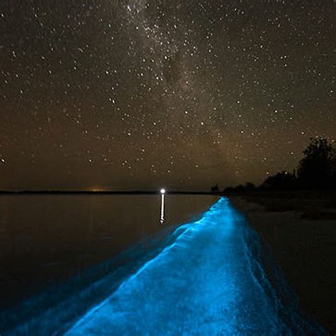 Aqua Marine Discovery Dinoflagellates Bioluminescent Algae