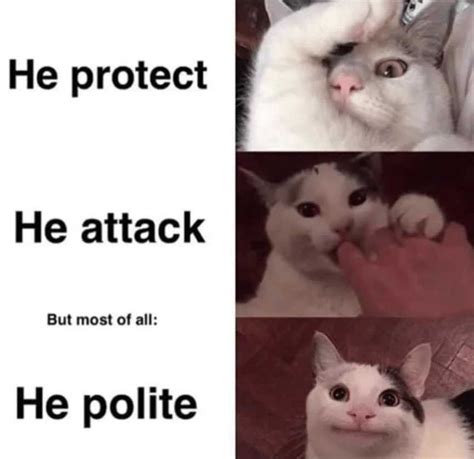 Polite Cat Meme Idlememe