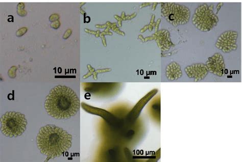 Photomicrographs Of Early Life Cycle Stages Of Ulva Intestinalis In The
