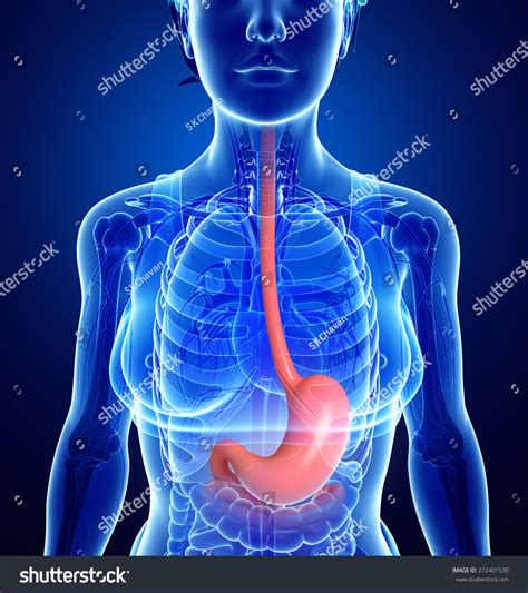 Laparoscopic anatomy of the female pelvic region. Illustration Of Female Stomach Anatomy - 272401538 : Shutterstock