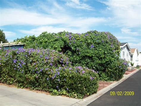 You do not have to steam the upper vines for shrinking unless you are trying to. Getting Rid of Morning Glory | ThriftyFun