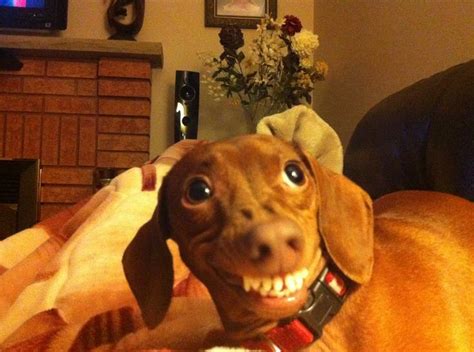 Funny Dachshund Pictures With Captions Caption Pleasejust For Fun