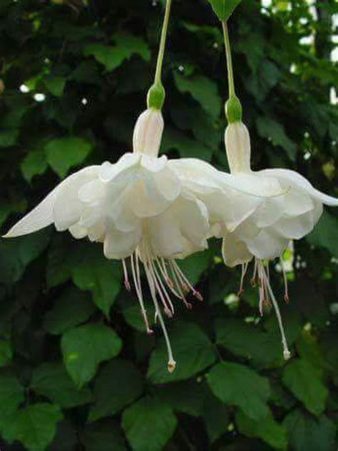 There is a variety to suit every garden. Enchanted Moon Garden | Moon garden, Fuchsia flowers ...