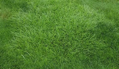 Tall Fescue How To Grow And Care For It