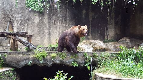 Fotos Gratis Naturaleza Animal Fauna Silvestre Salvaje Zoo