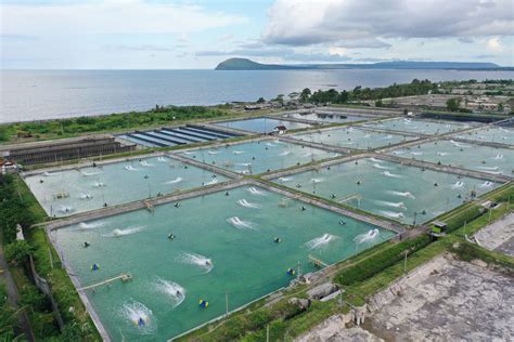 Parameter Kualitas Air di Tambak Udang - DELOS Aqua