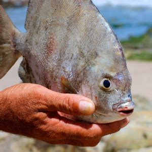 How to get the strong odor out of your home. How to Get Fish Smell Out of Hands