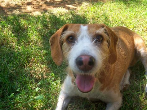 No importa de qué raza sean o si no son de raza, los perros son nuestros amigos, familia y fieles compañeros. Buscando la Luz: ¡Feliz dia del Perro Sin Raza!