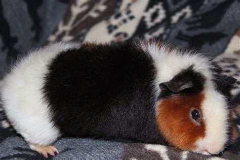 Lovely Cute Pets Breeds Of Guinea Pigs