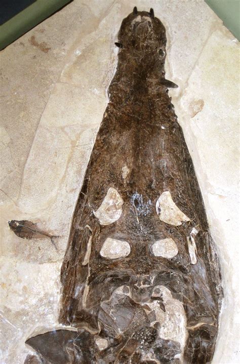 Borealosuchus Wilsoni Fossil Crocodilian Green River Form Flickr