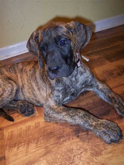 Brindle Great Dane Puppies | PETSIDI