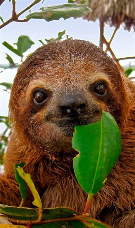 20 Super Cute Sloth Photos Travels And Living