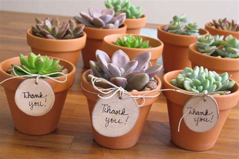 Cactus and tropicals is an outstanding nursery. Thoughtful Gifts for Teachers | Education