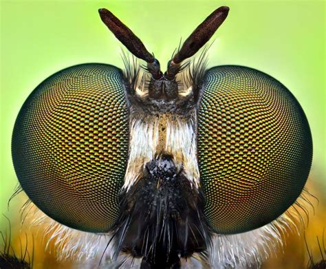 Bug Eyed Macro Photographs Of Insects By Ireneusz Irass Waledzik Telegraph Photography Tips