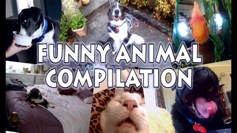 Funny Animal Compilation Youtube