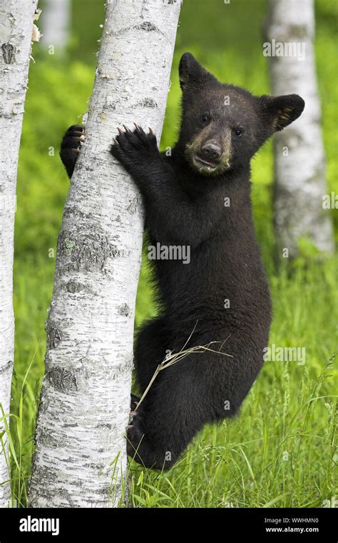 American Black Bear Cub Baribal Ursus Americanus Black Bear Jasper