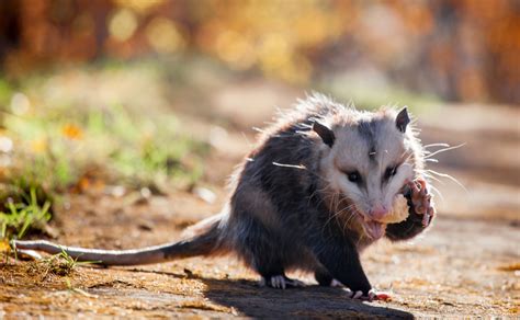 What Insects Do Opossums Eat Chicago Land Gardening