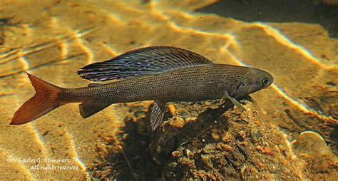 Arctic Grayling Thymallus Arcticus Is A Species Of Freshwater Fish In