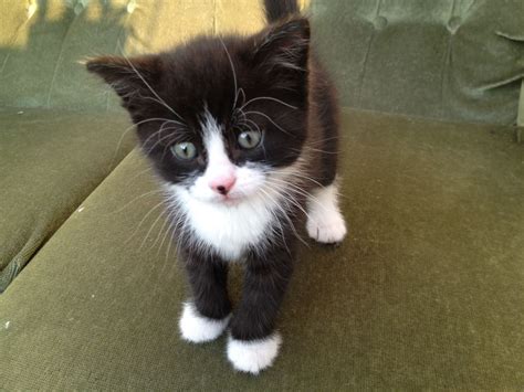 Very Cute Black And White Kittens Kittens Photo Fanpop
