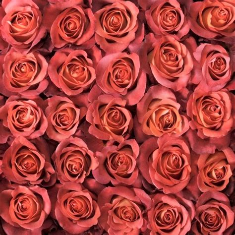 Maybe you would like to learn more about one of these? Palm Beach Wholesale Flowers