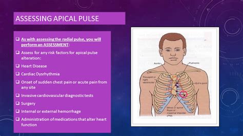 What Is Apical Pulse Site Know It Info