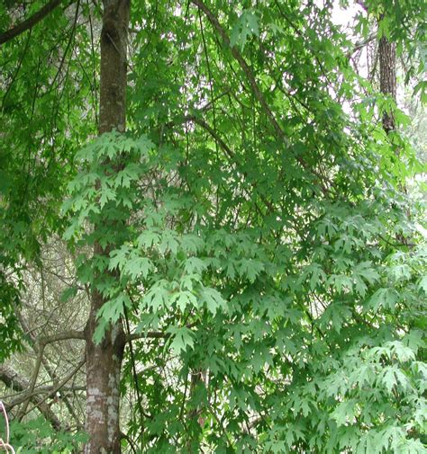Acer Macrophyllum Big Leaf Maple Native Here Nursery
