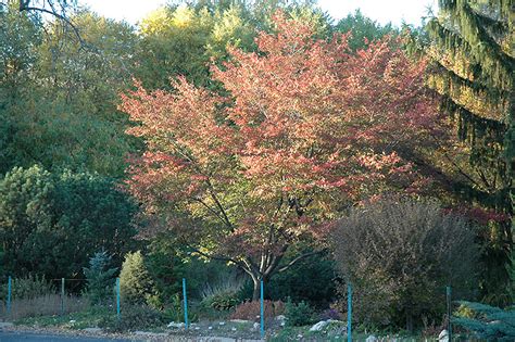 It is known in commerce today by several showy cultivars. Serviceberry, Robin Hill 2.0" | Lurvey Landscape Supply