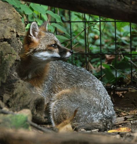 A Fox Sitting On The Ground In Front Of A Fence And Some Leaves Around It