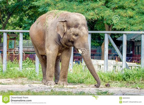 Large Elephant Walks In The Enclosure Of The Zoo Stock Image Image Of