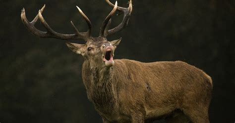 Feral Deer In Victoria Invasive Species Council